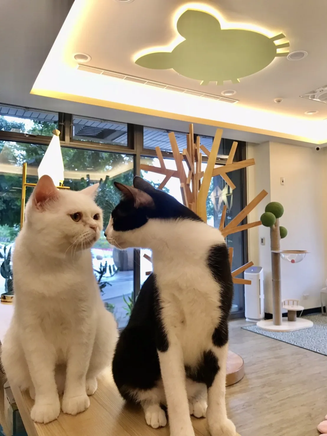 小森林純貓美容旅館