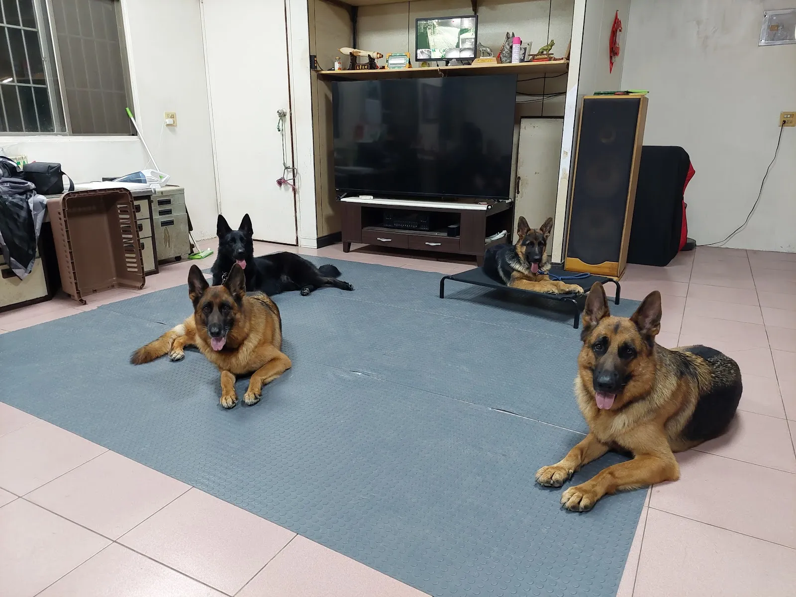 秋味犬教育工作室