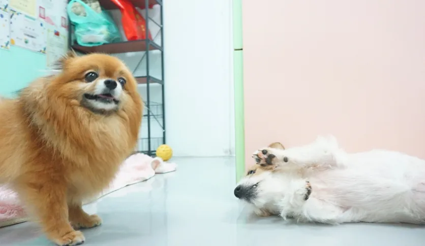 揪甘心寵物美容旅館