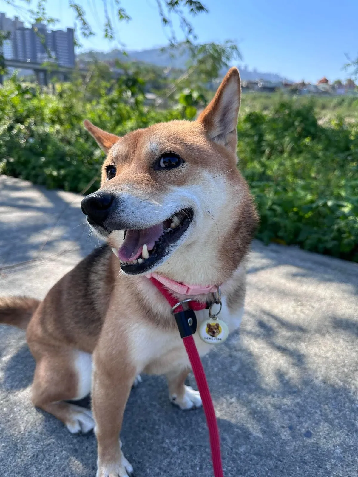 恩犬商行