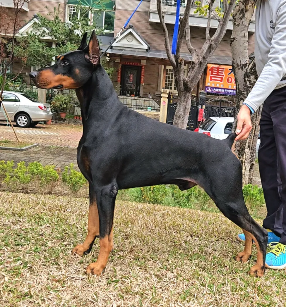 柏松犬舍