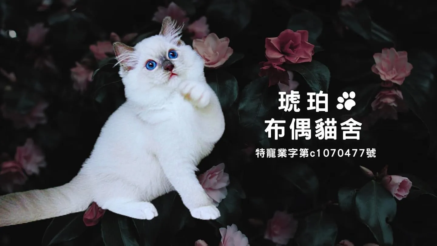 琥珀貓舍
