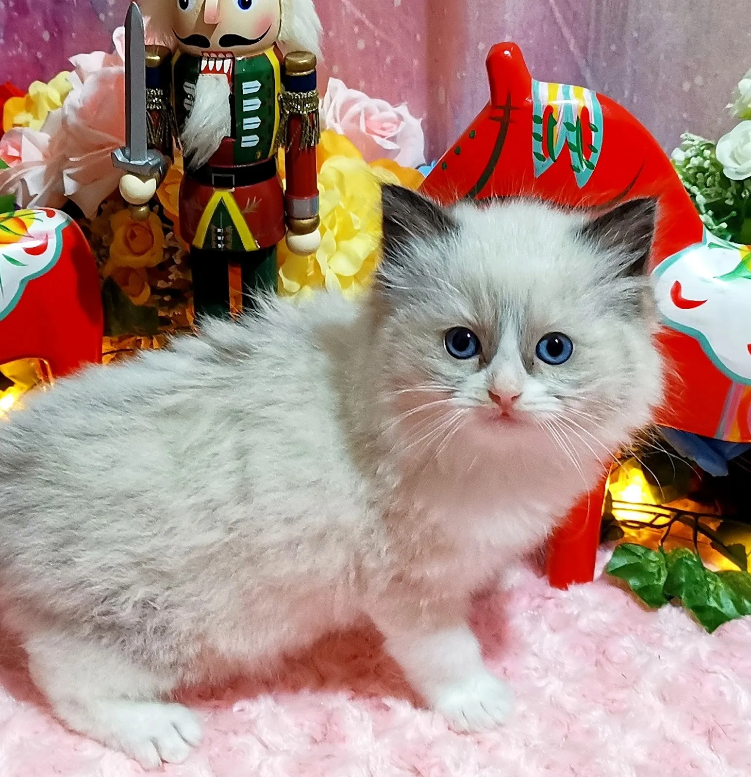 時光貓舍