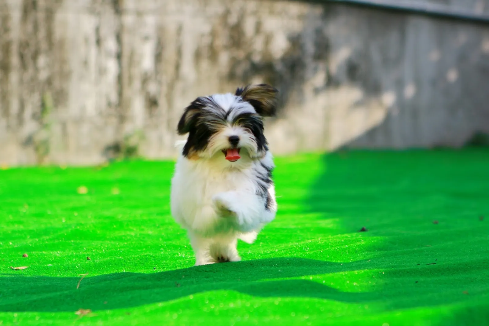 伍吉犬舍