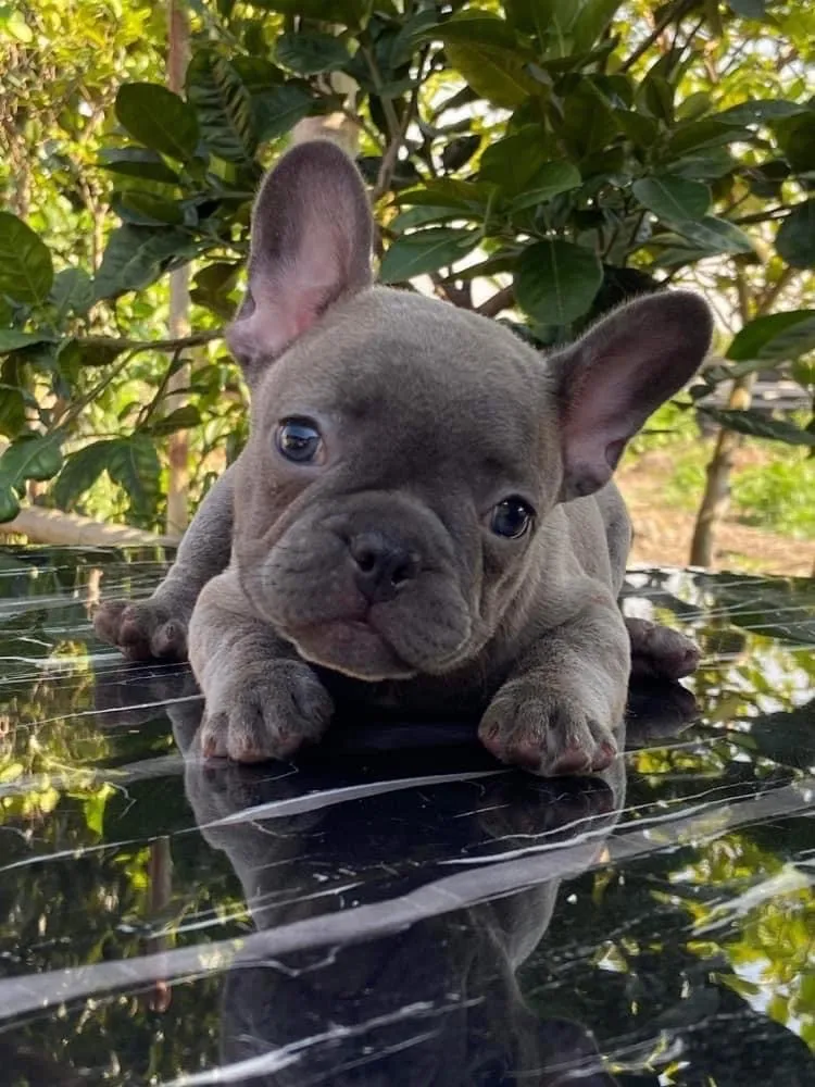 禧芝嘉犬舍(犬)