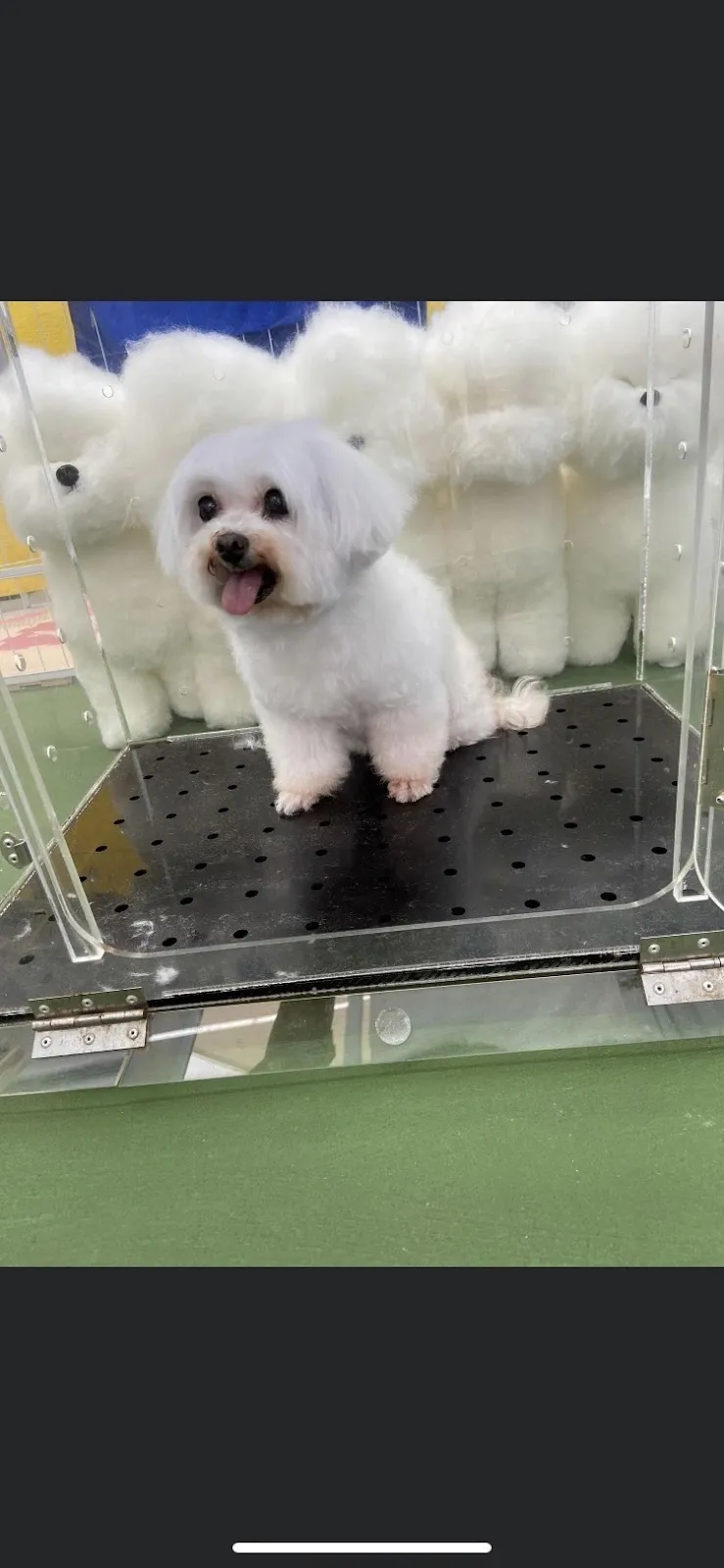 熊熊家寵物美容