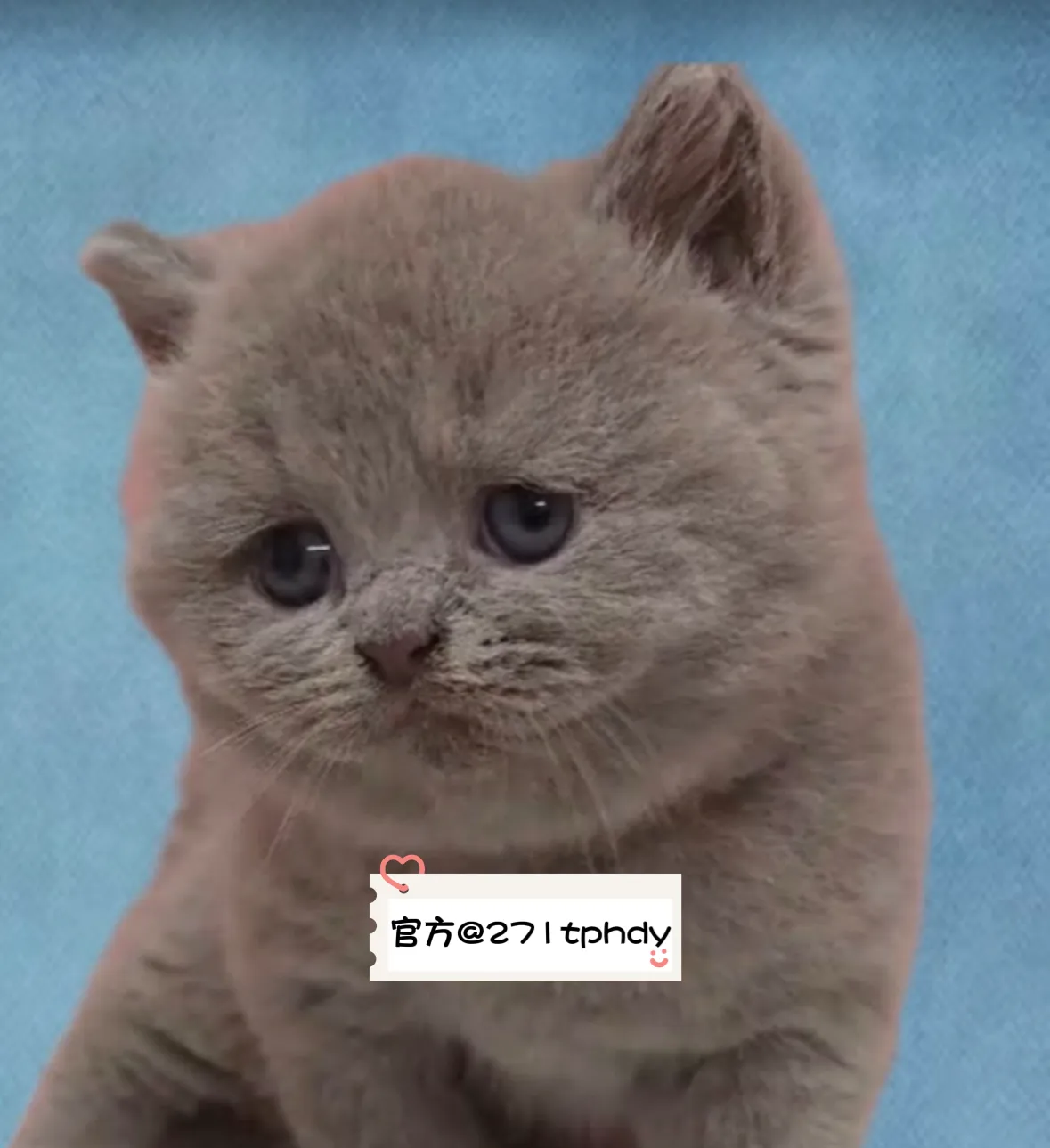 有間貓舍