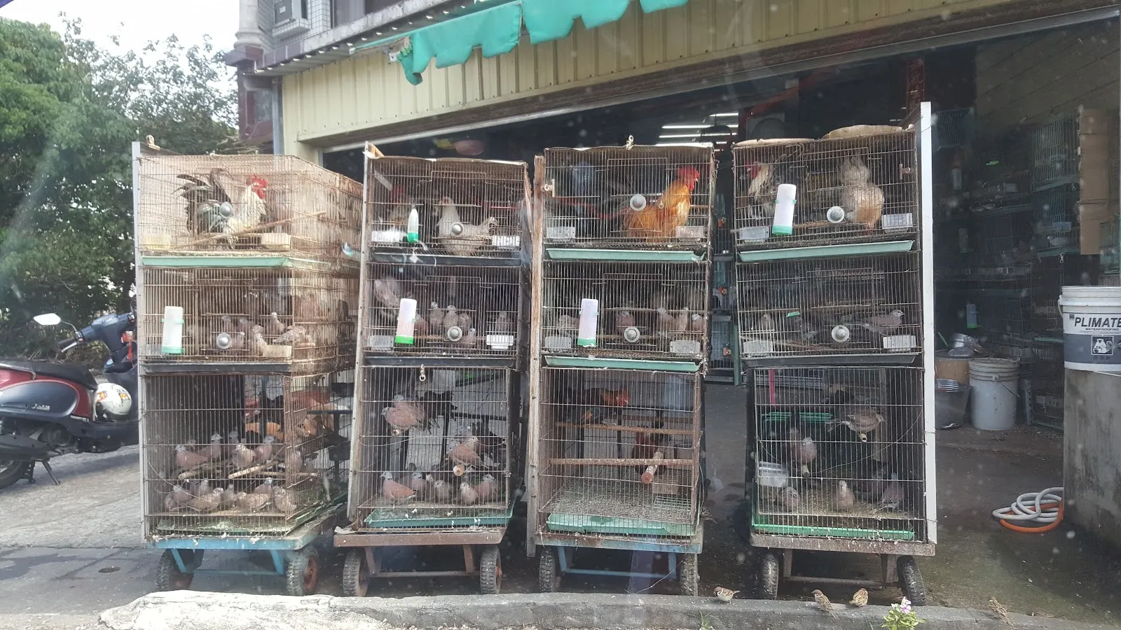 勇翔寵物店