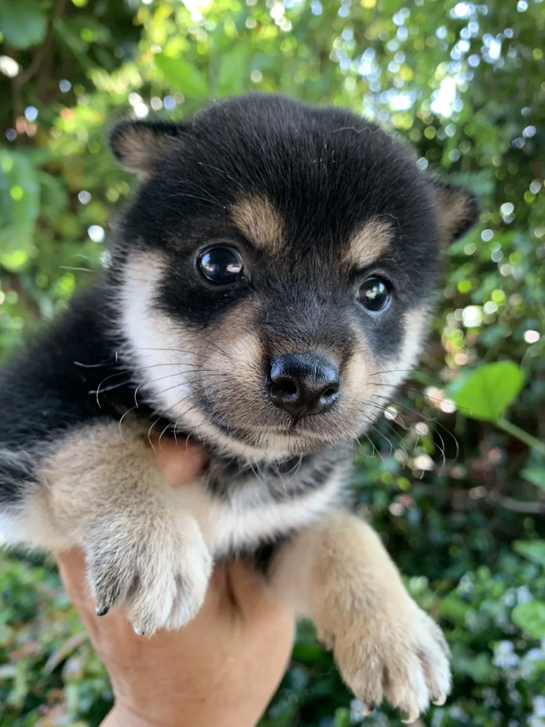 盛吉犬社