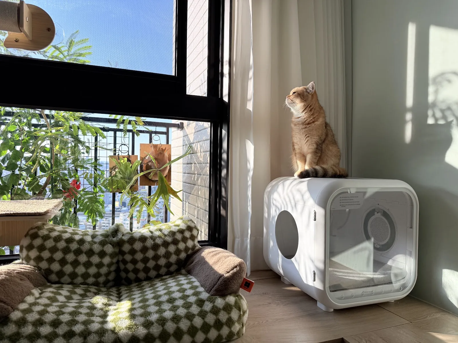 小毛貓貓俱樂部