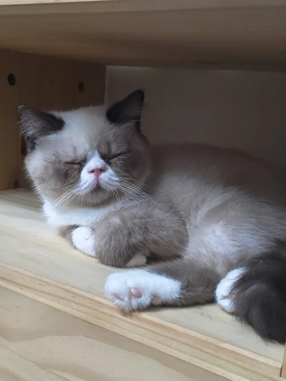 貓王貓舍