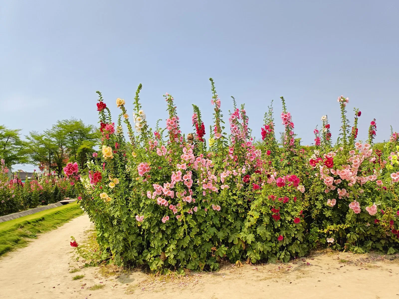 安喬斯貓園