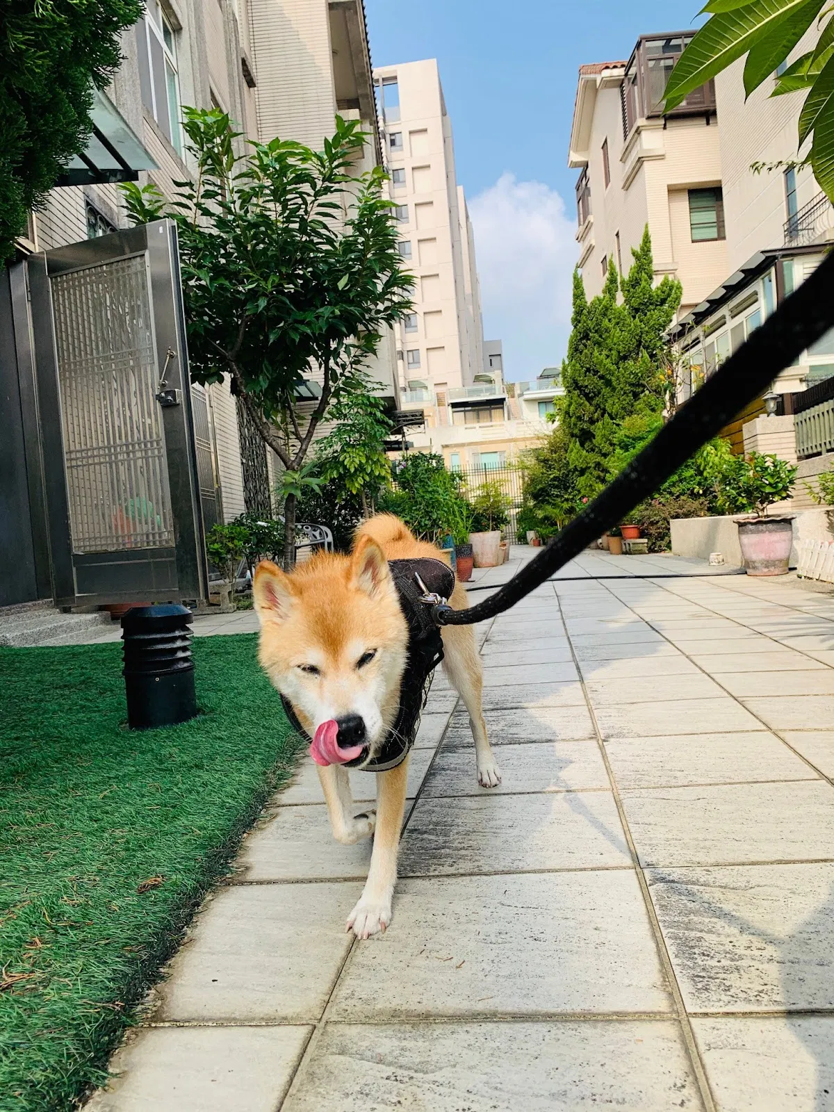 霏霏寵物度假會館