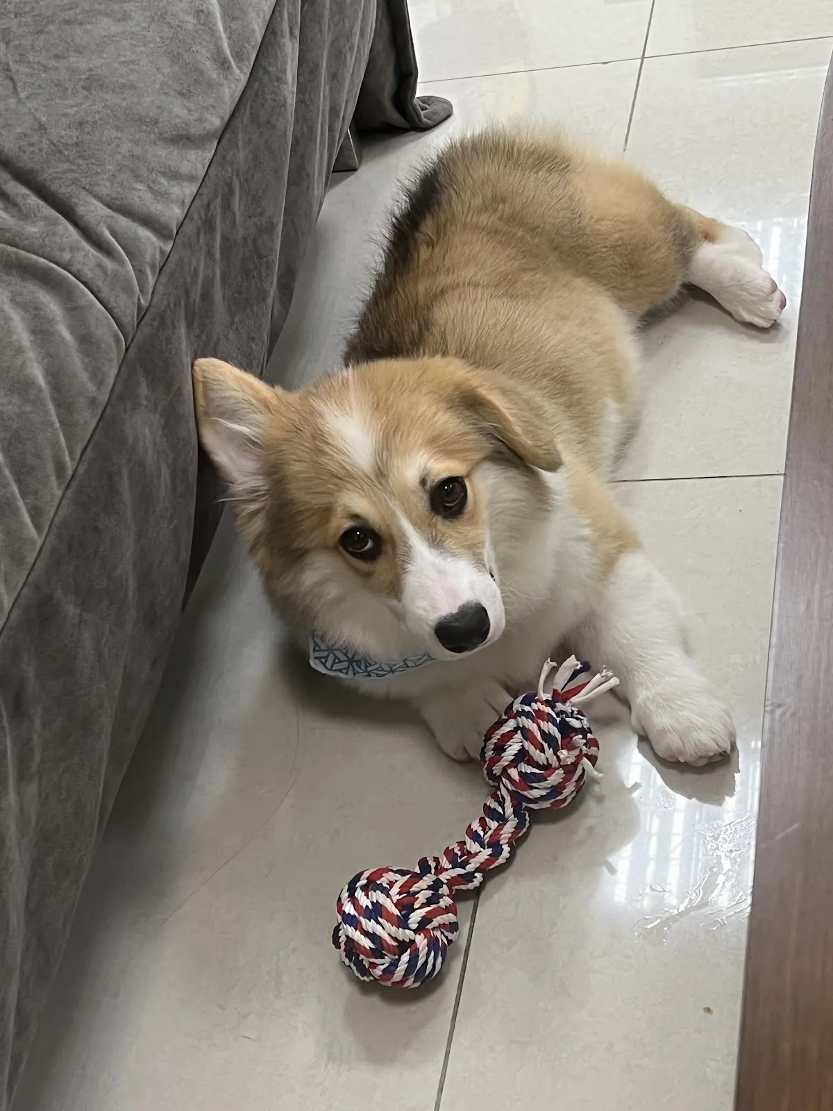 囍狗寵物