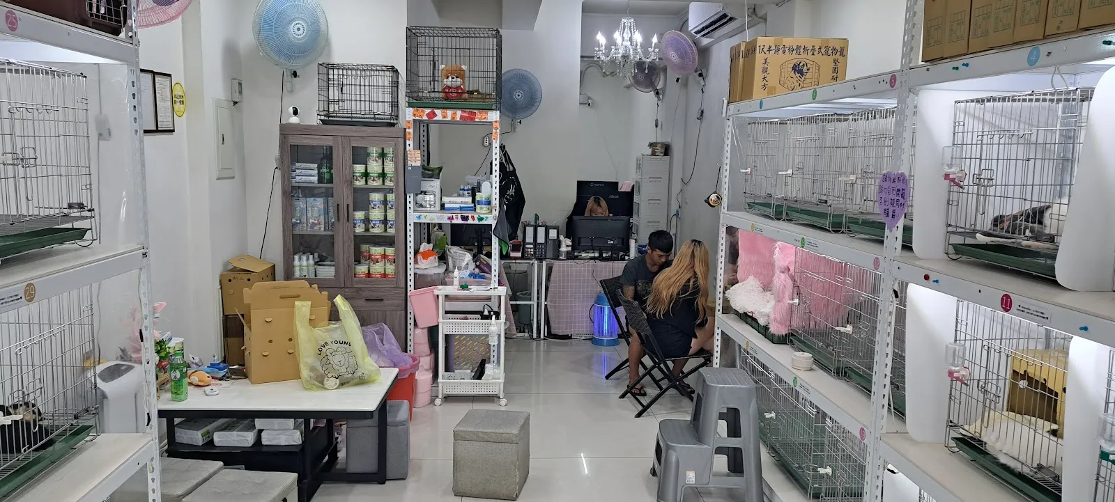 泰迪幼犬寵物犬舍
