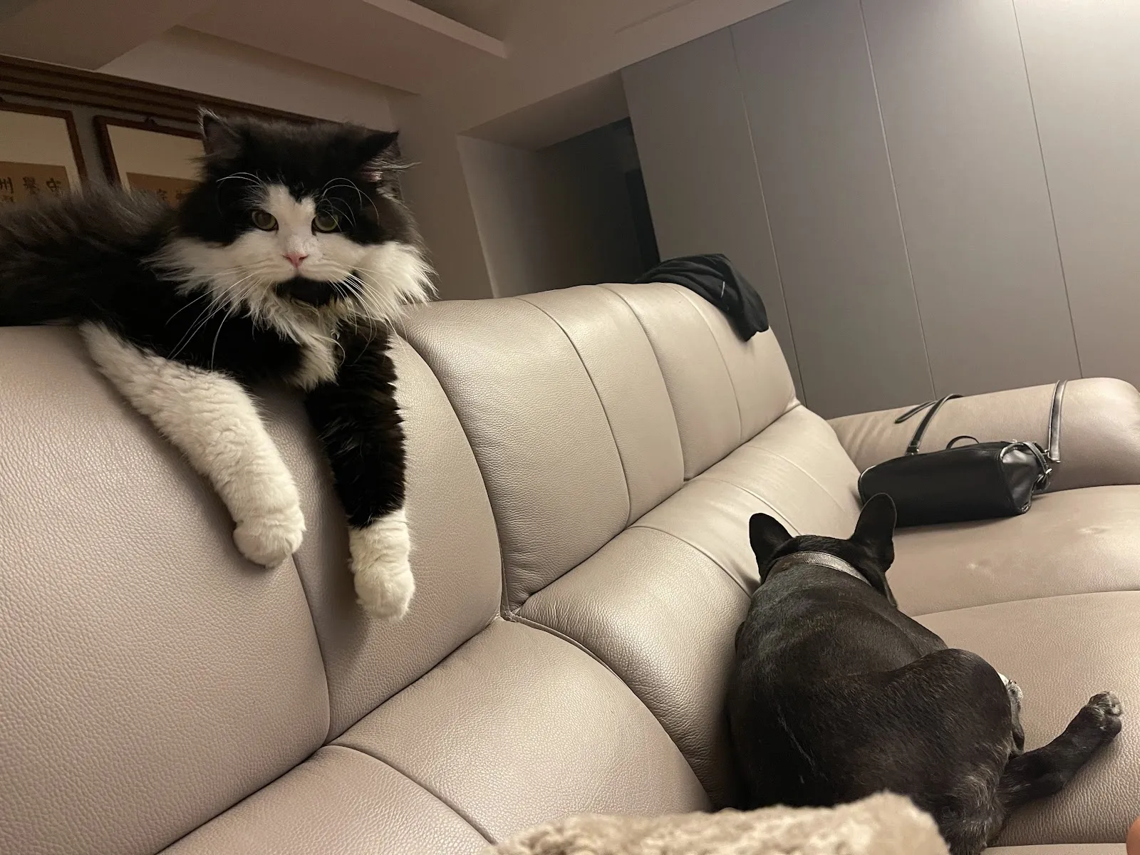 遇見你貓舍