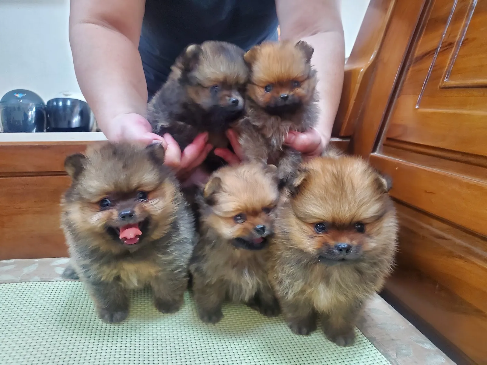 金蘋果寵物坊