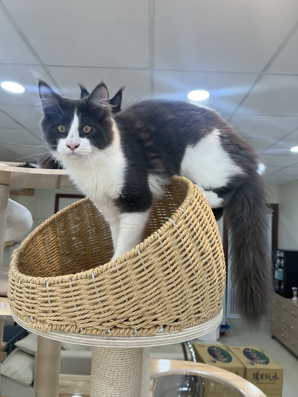 虎聚貓舍