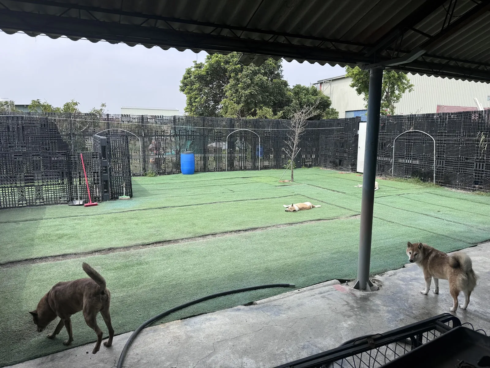 蒂蒂寵物住宿
