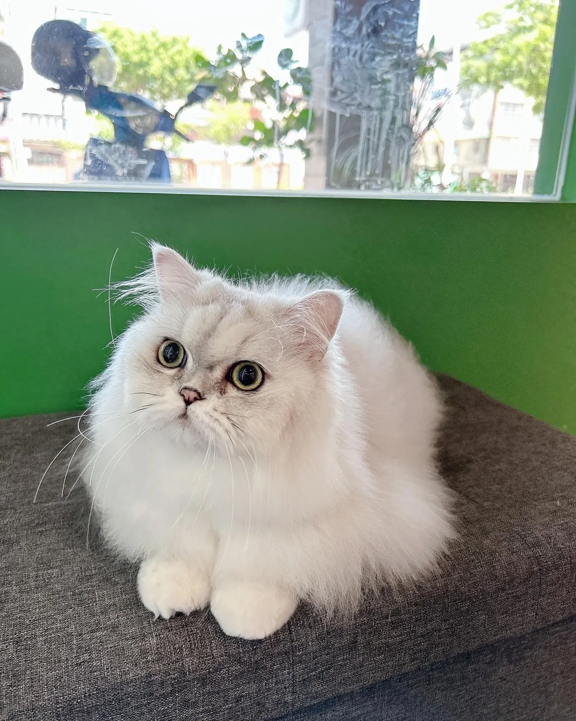 派格寵物美容館