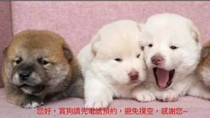 柴犬之家
