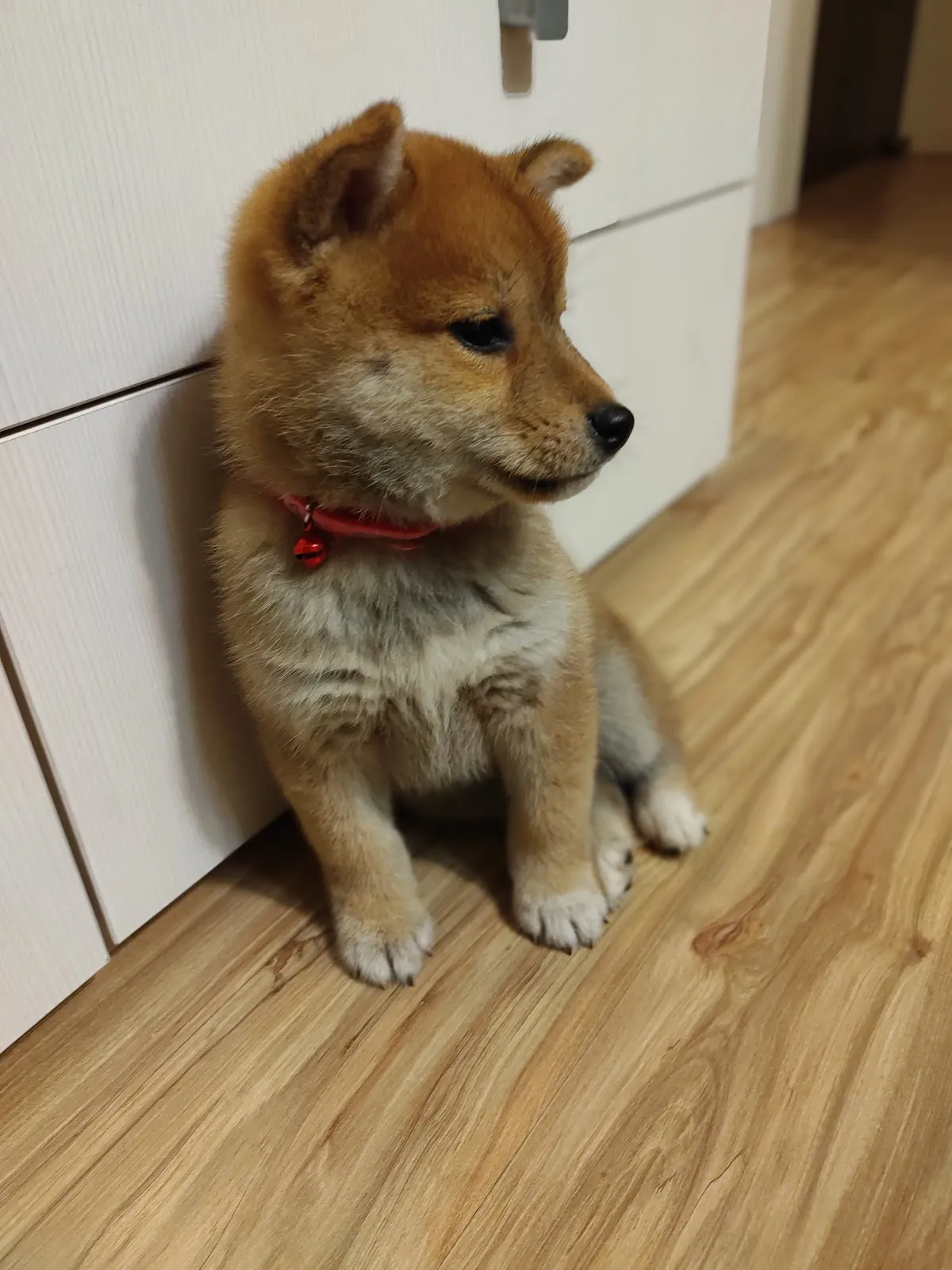 禾風犬舍
