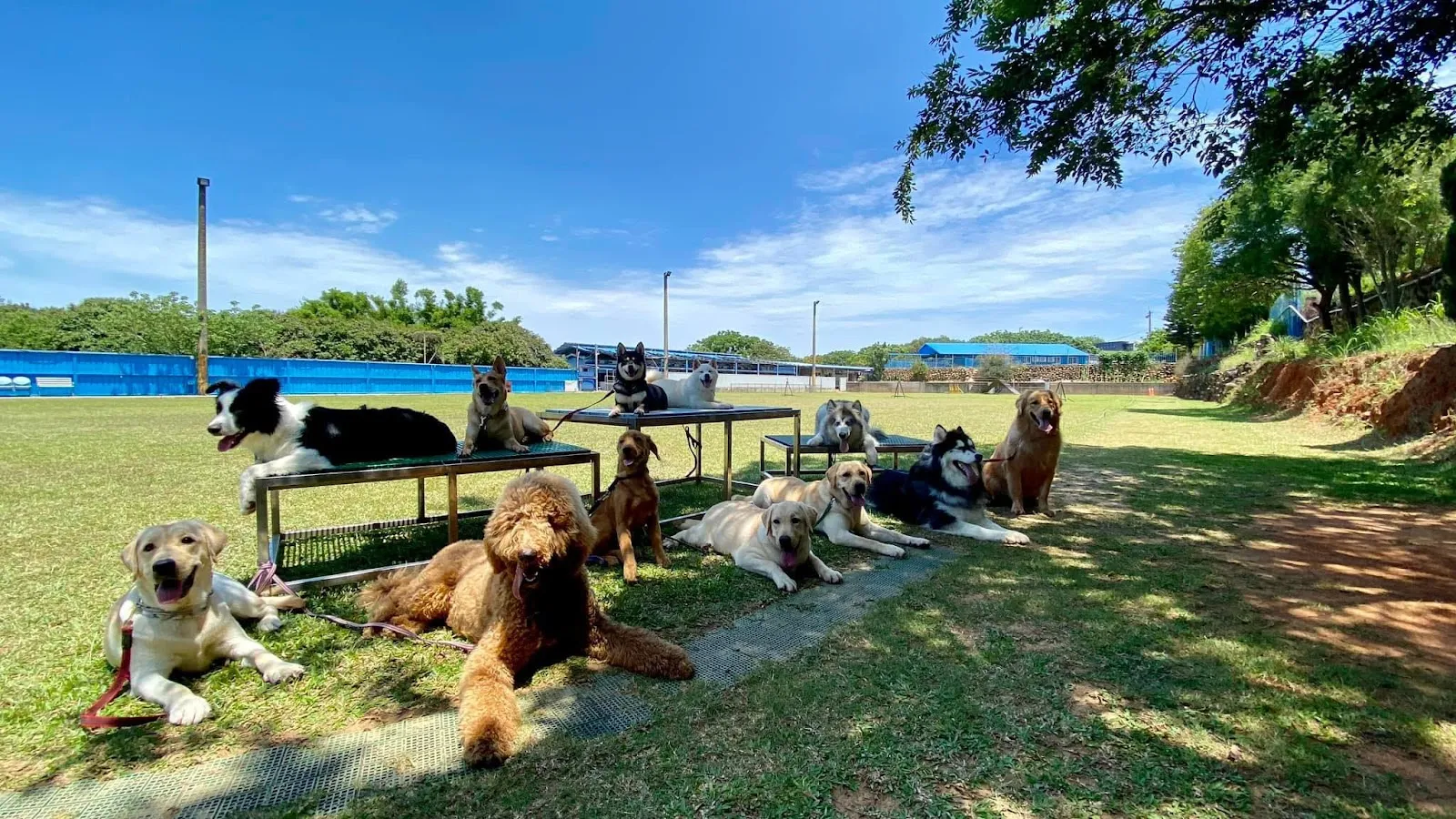 群峰愛犬訓練場