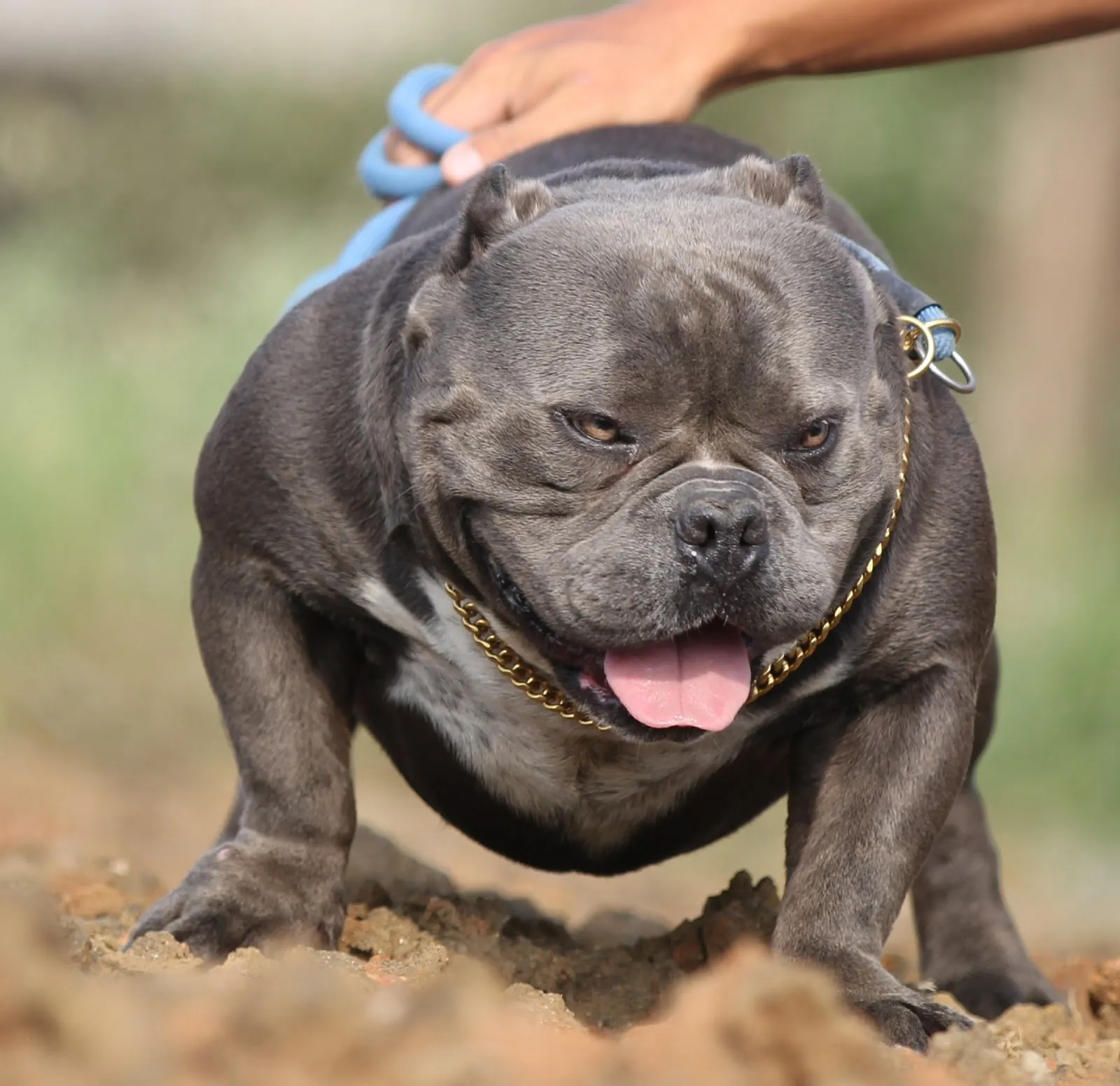 惡霸犬之家