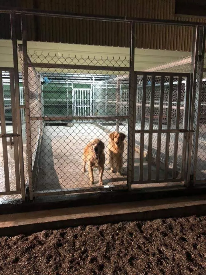 鯽ㄚ魚犬舍