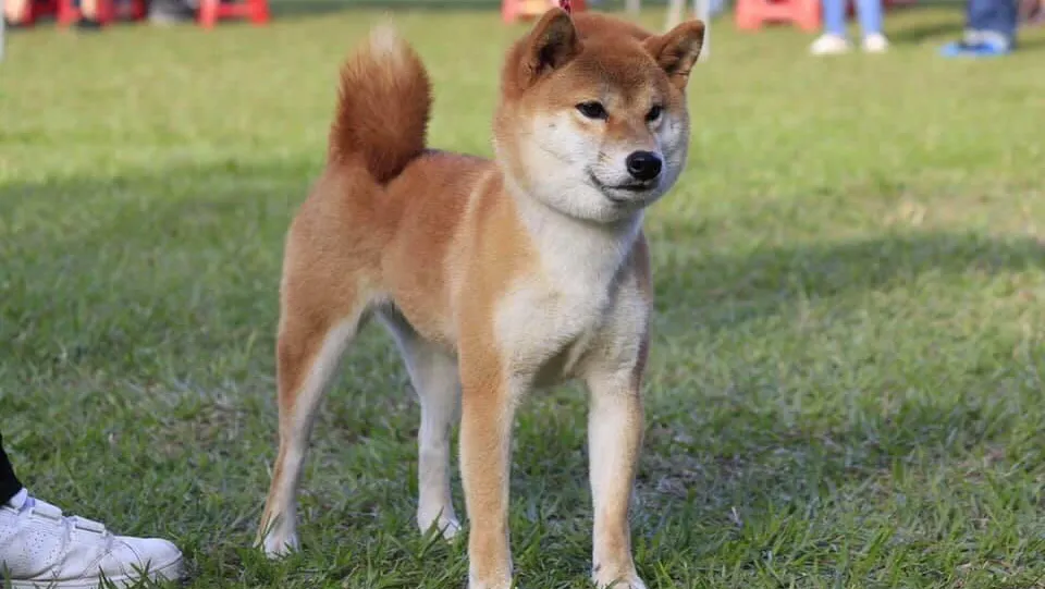 喜多麗愛犬屋