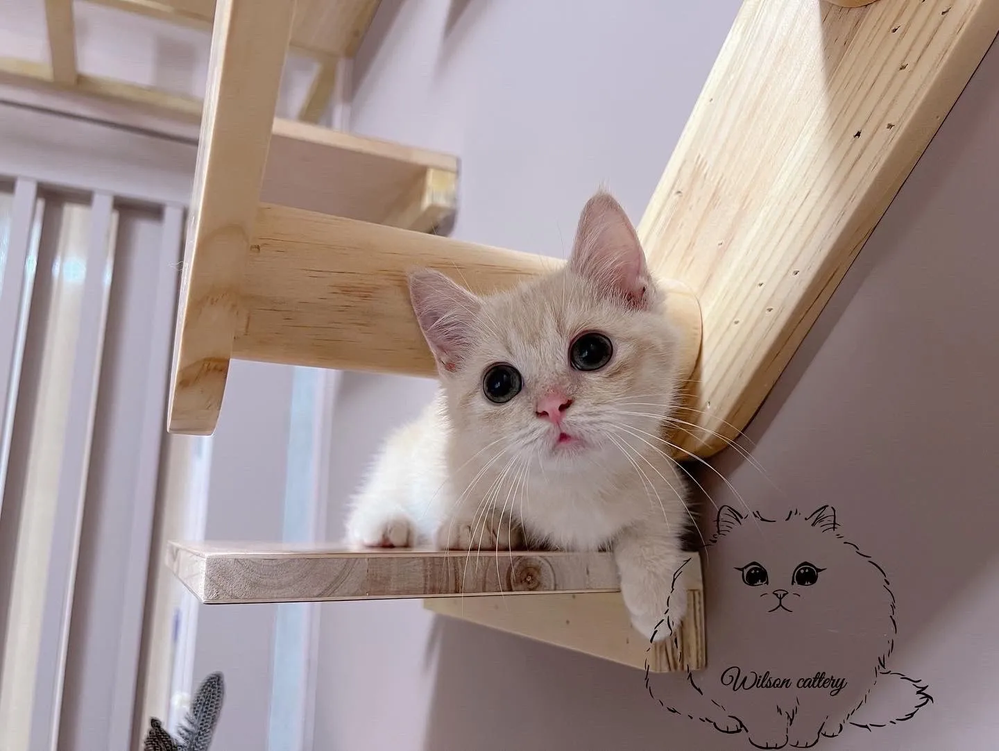 威爾森貓舍