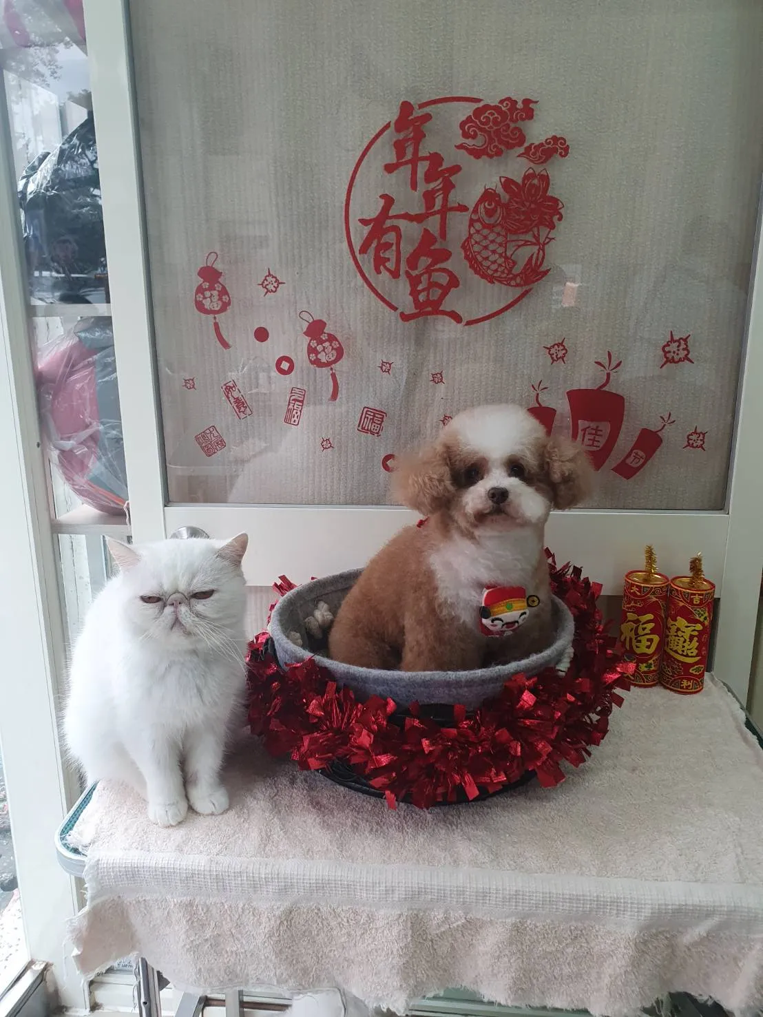 吳星慧寵物生活館