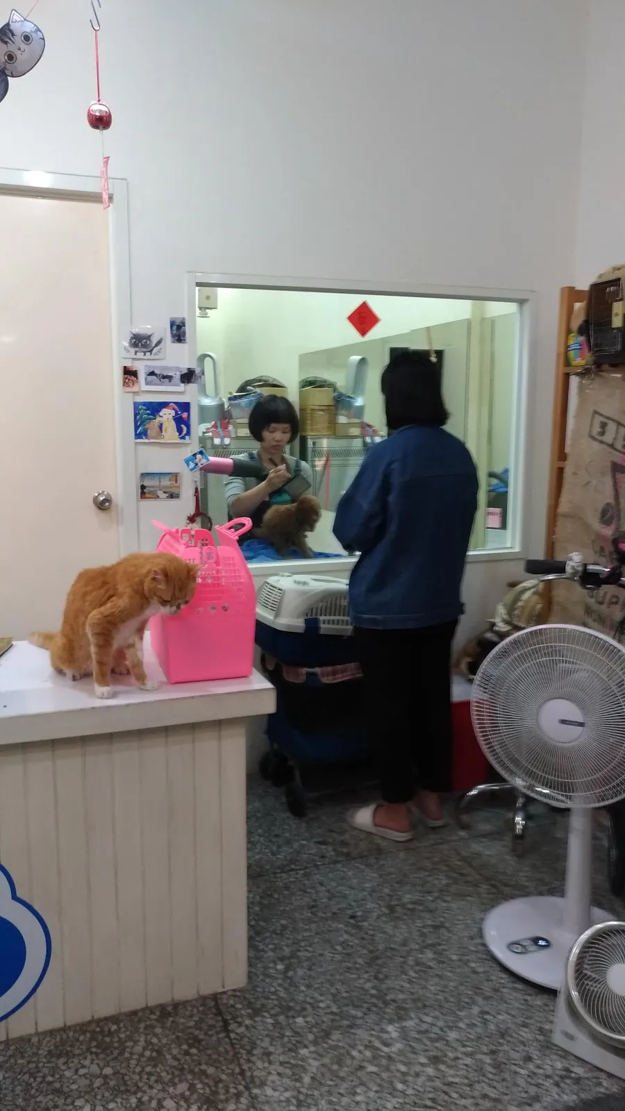 澎澎寵物美容工作室