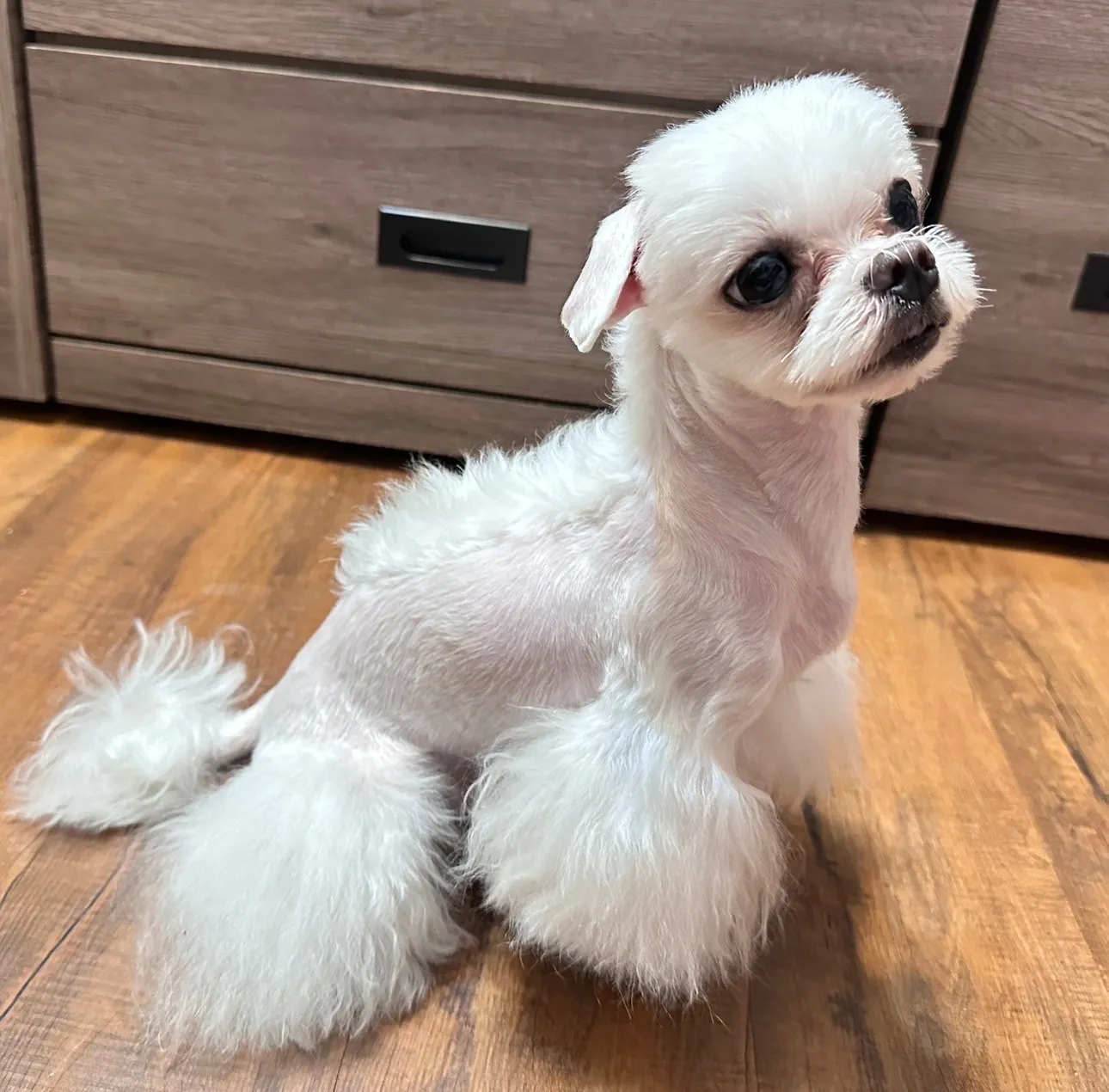 艾莉亞寵物精品美容