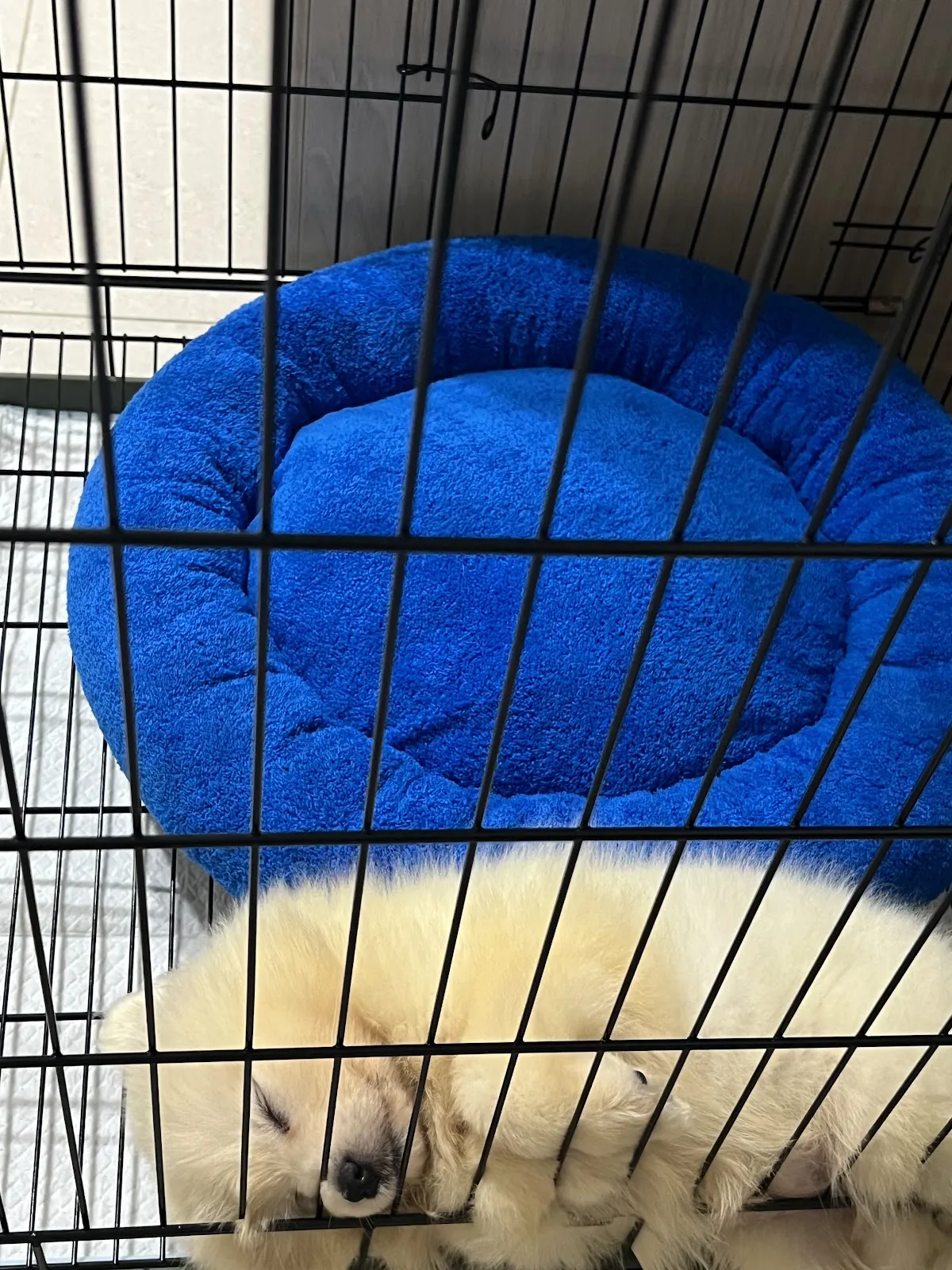 源憶犬舍