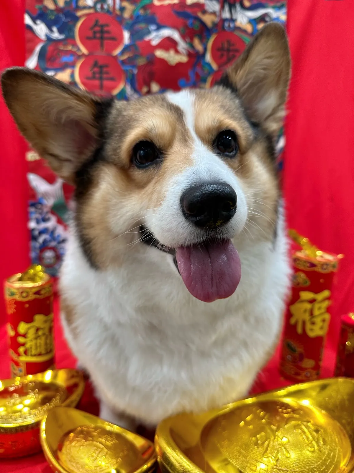 汪得福寵物美容工作坊