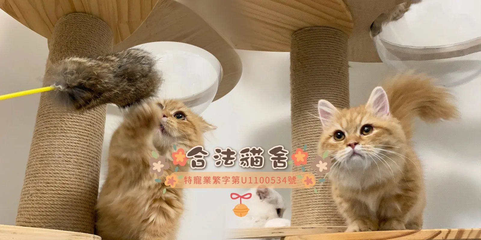 喵言喵語貓舖