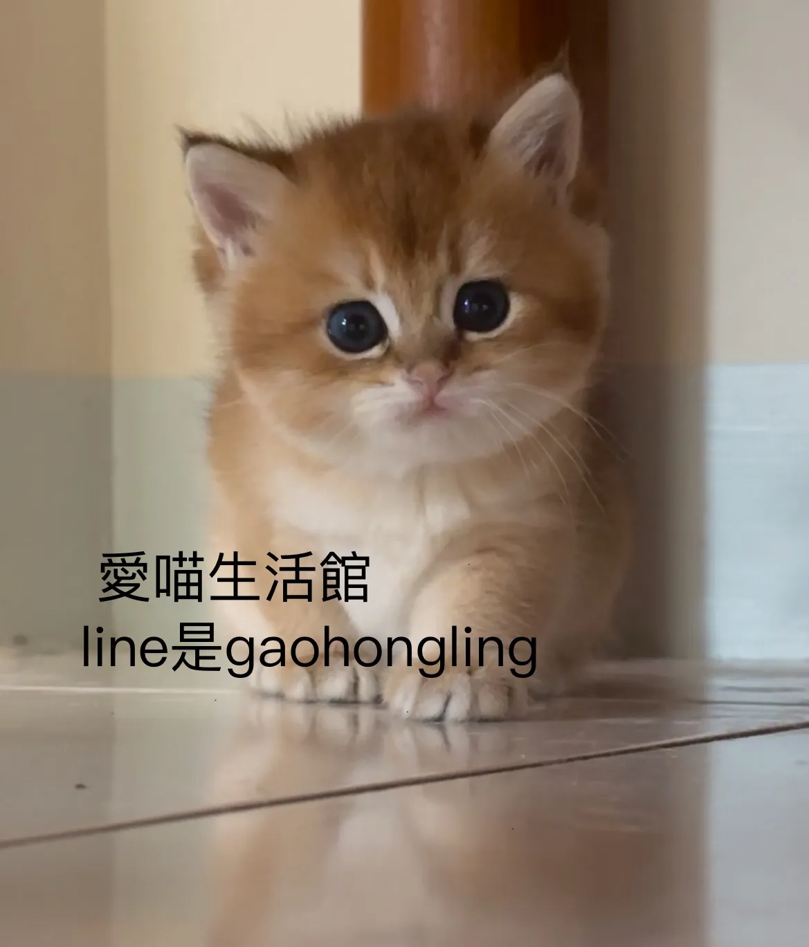亞斯特貓舍