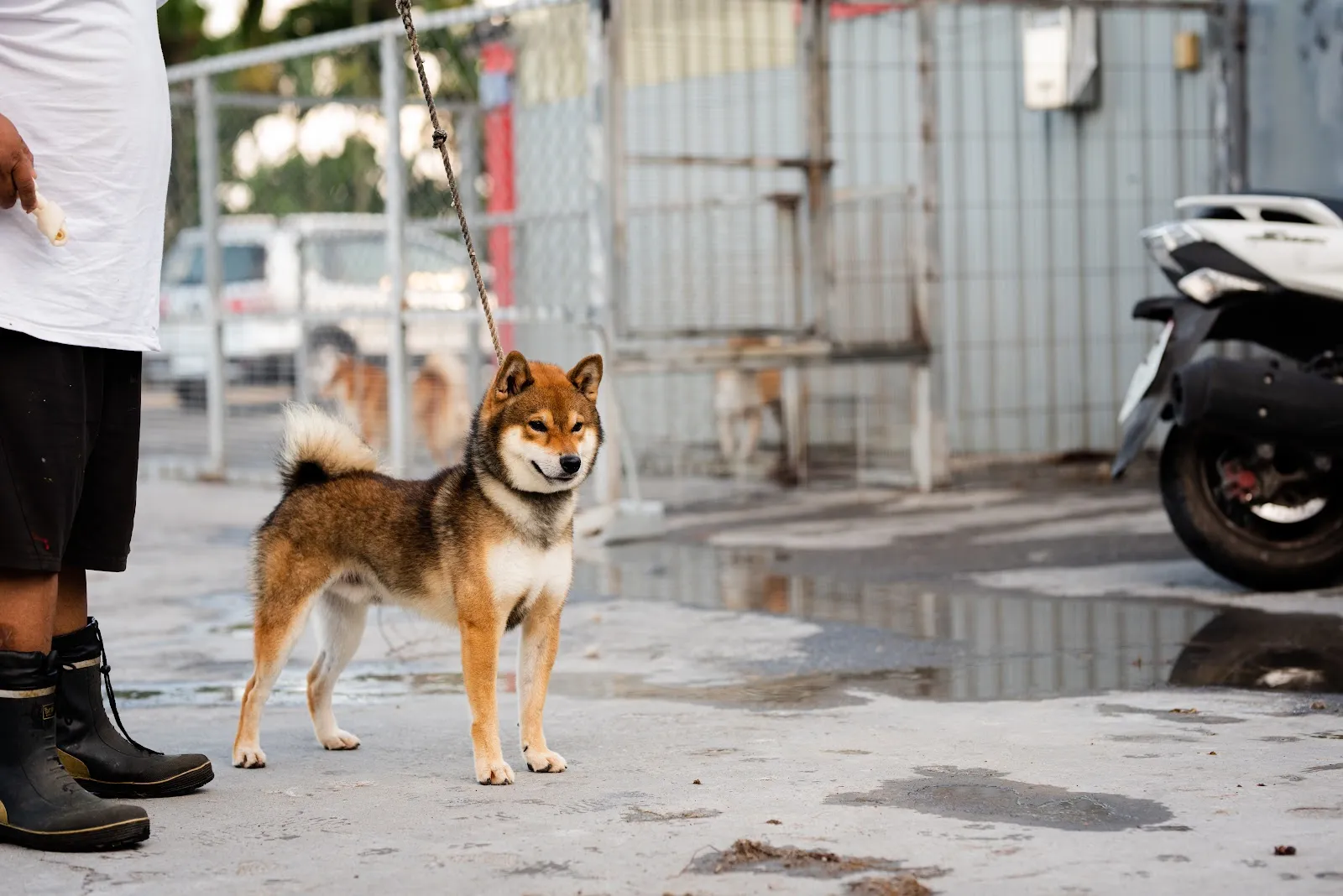 神之琉球犬舍