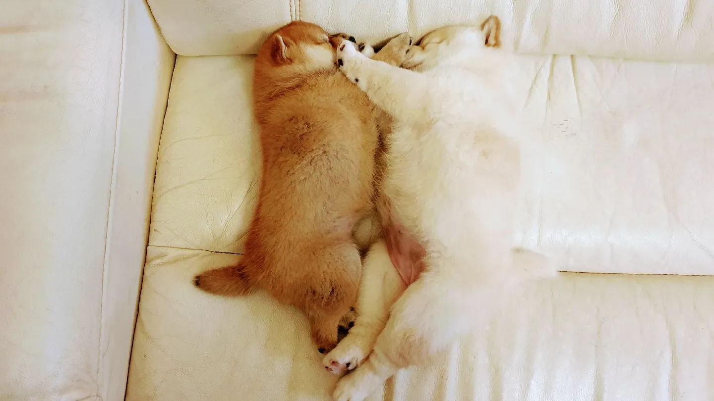 保平莊柴犬專業犬舍