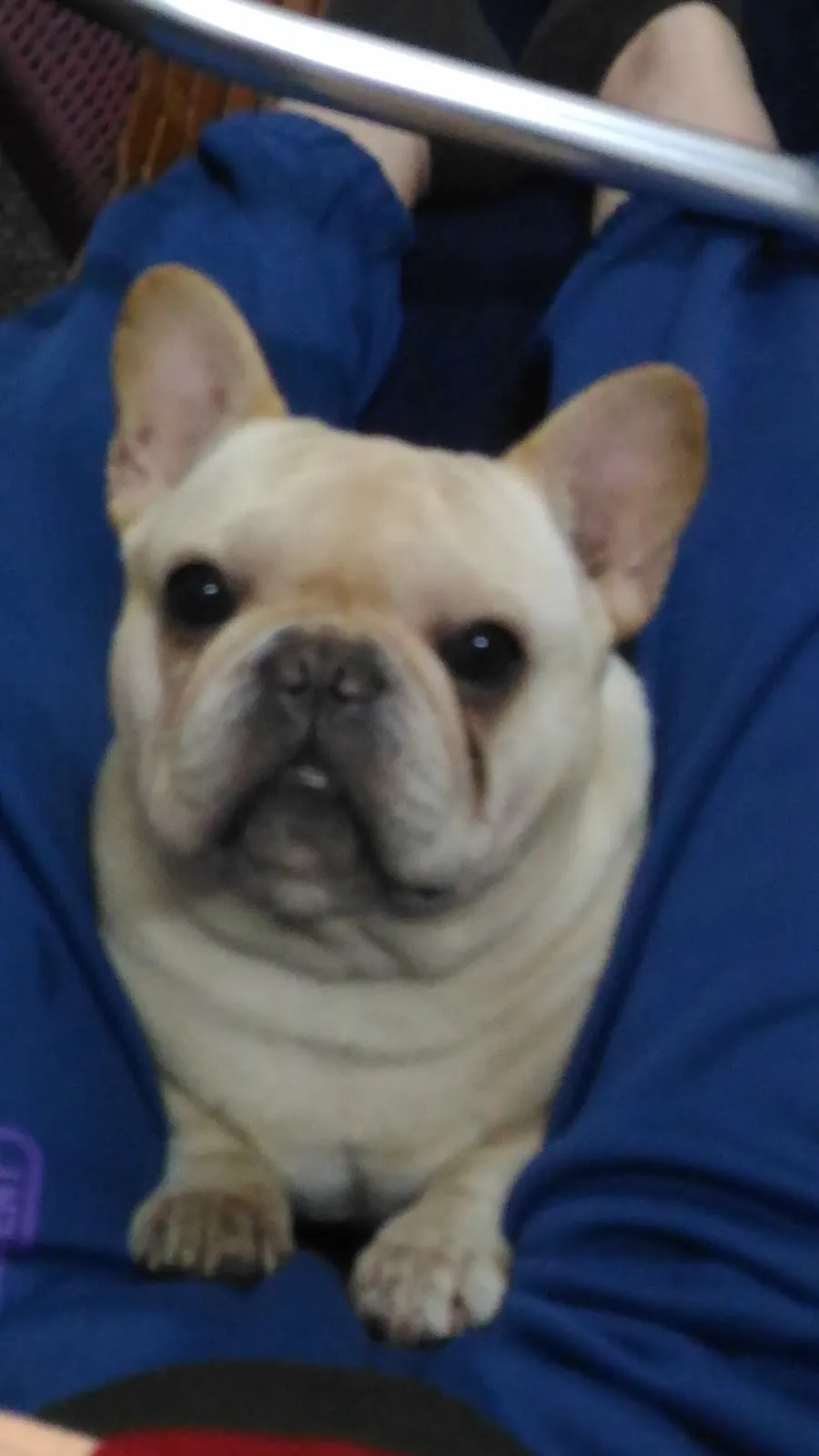 龍昇犬舍