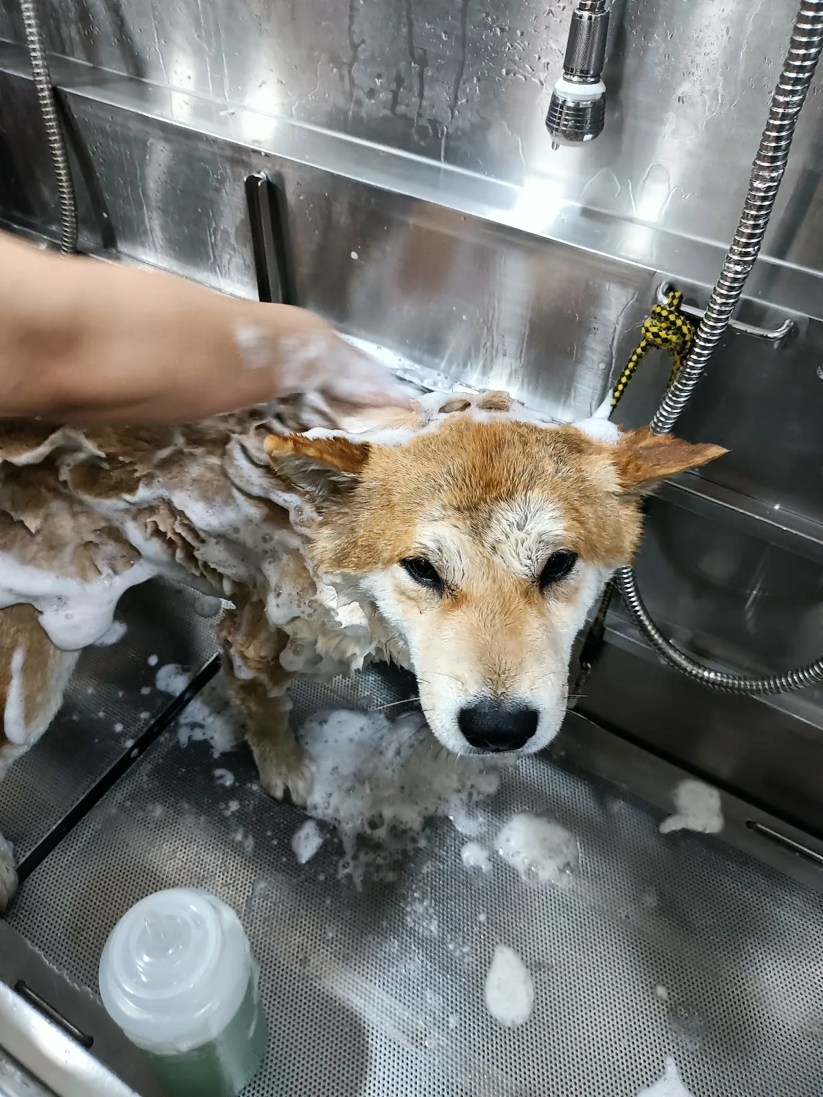 御喵犬澡堂