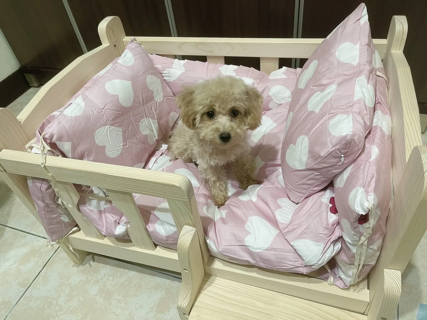 啟絢寵物樂活館