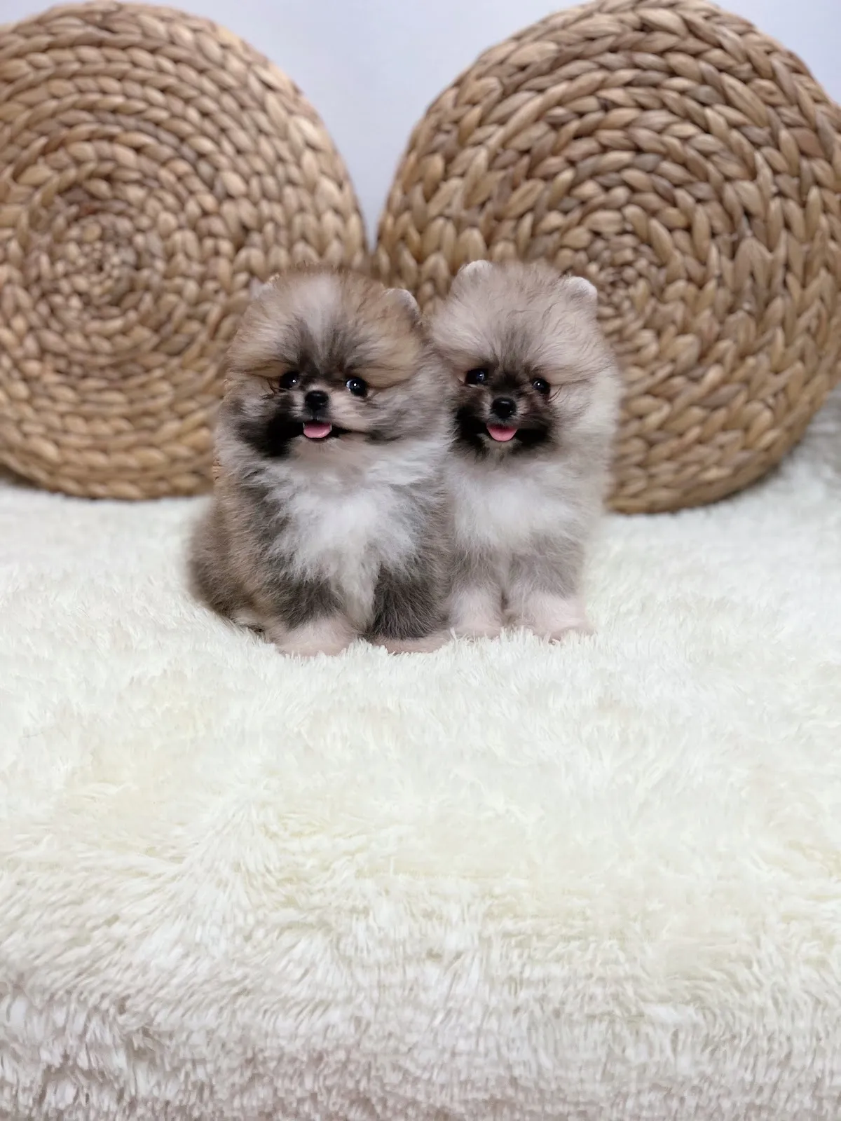 林國隆博美犬舍