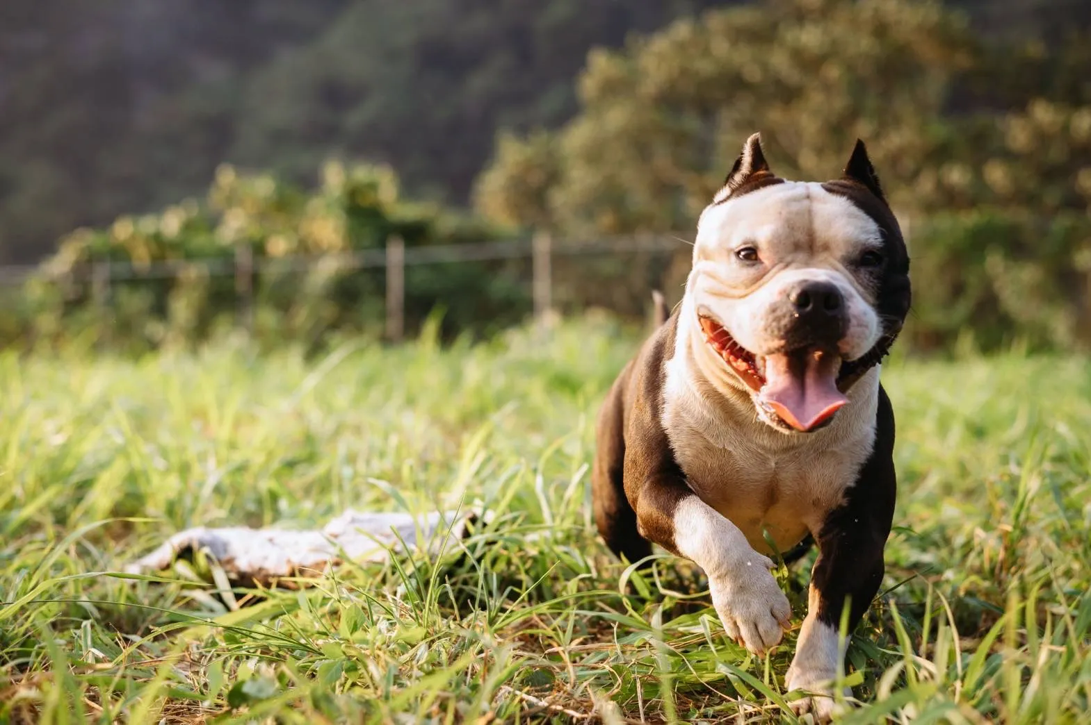 東光惡霸犬舍