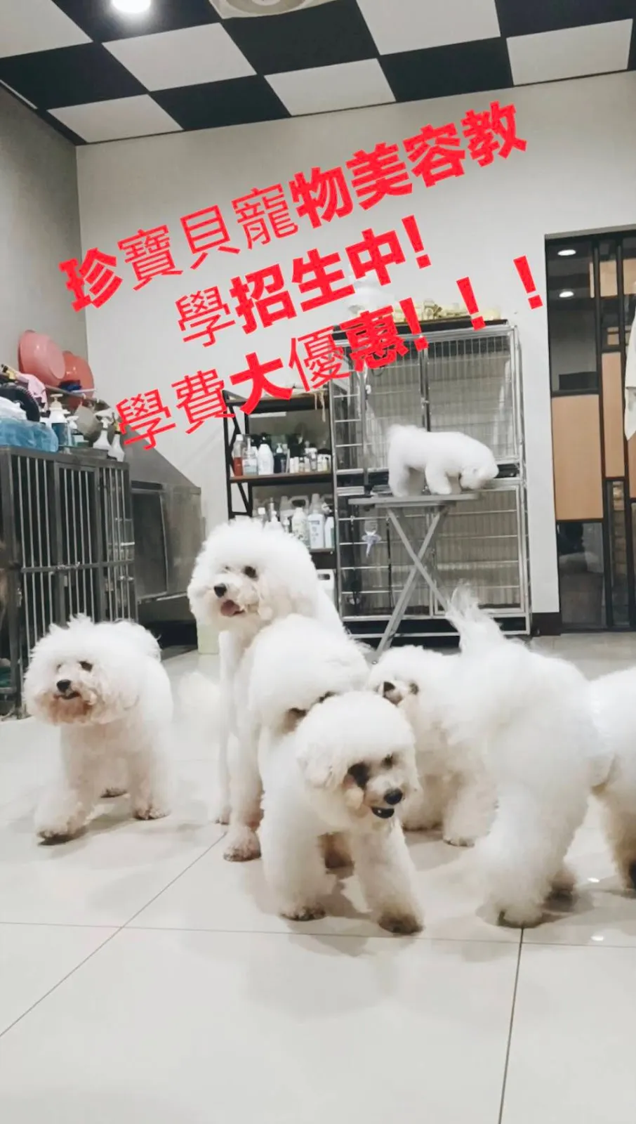 珍寶貝寵物美容坊