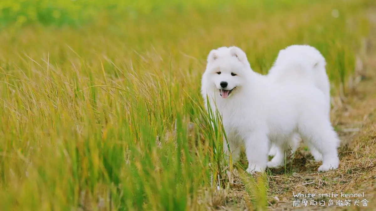 白色微笑犬舍
