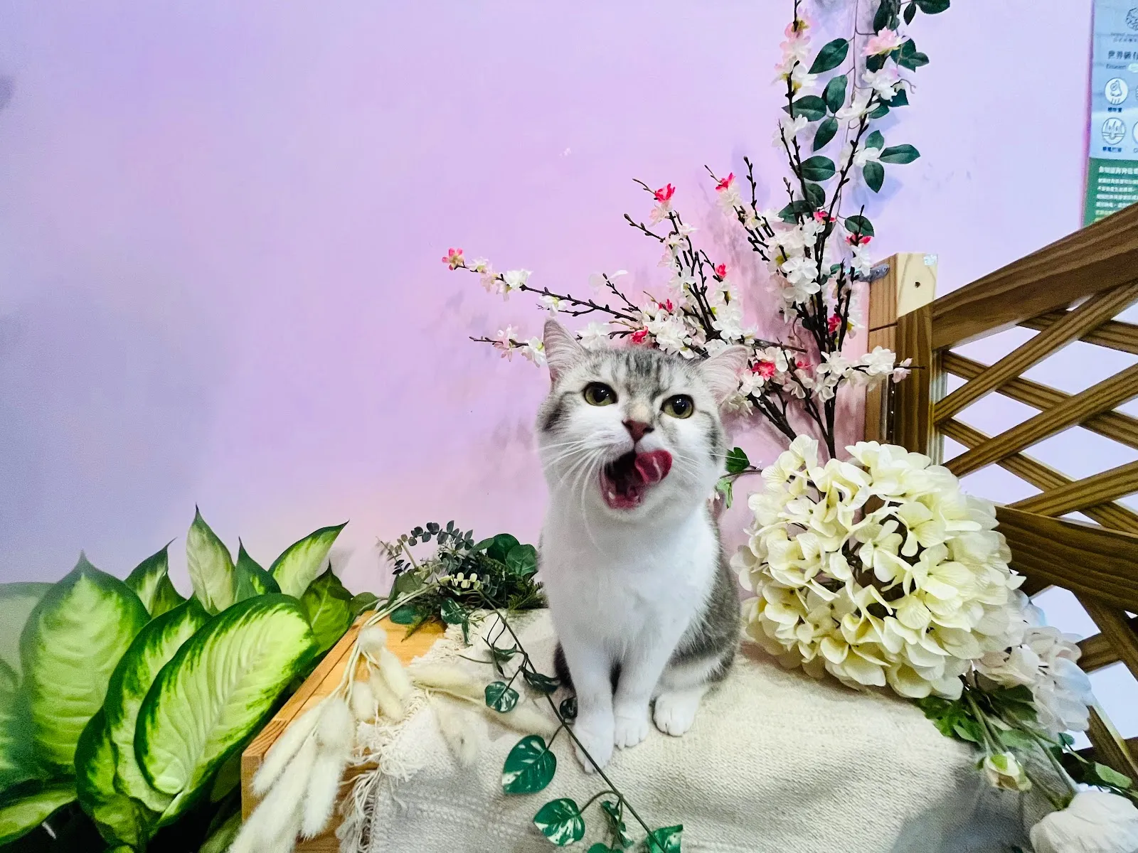 森森寵物沙龍