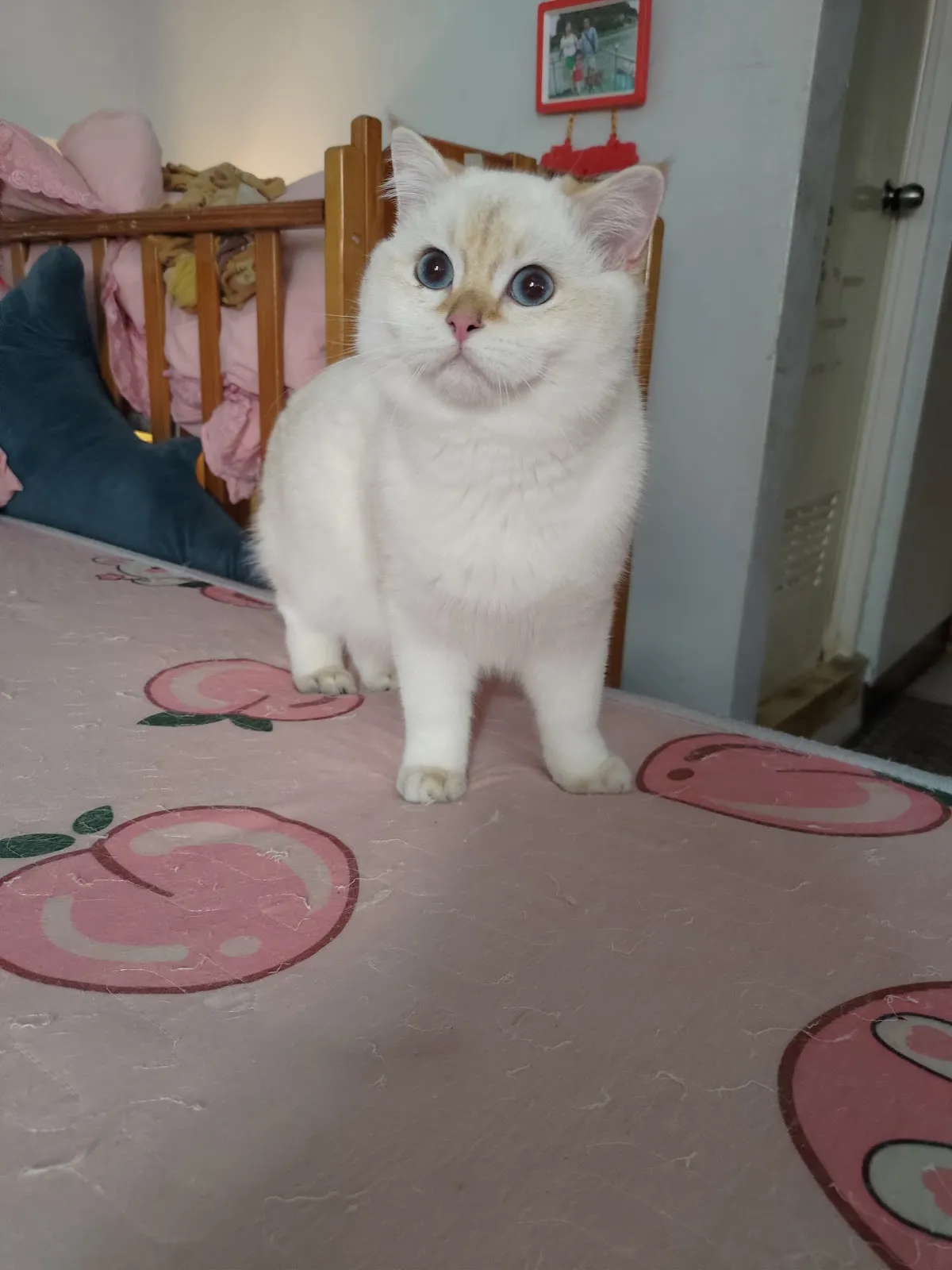 茜咪咪貓舍