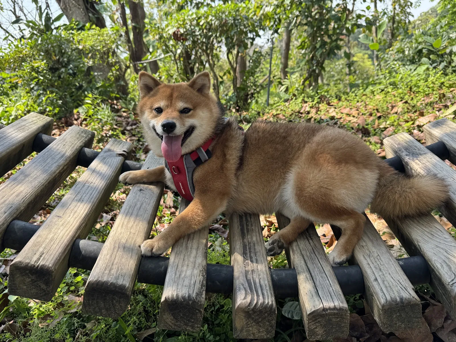 月光山犬舍